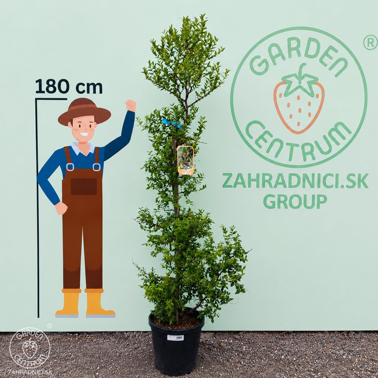 Obrázok Jujuba - Čínska datľa (Ziziphus jujuba) ´LANG´ - výška 125-150 cm, kont. C25L (-20°C)